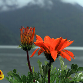 � ����� ����