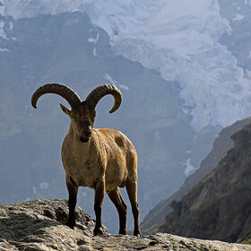 ���������� ���